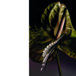 TASAKI :Ritz Paris par TASAKI  Clip d'oreille « Perles de lumière » en platine, perles Akoya et t diamants pour un total de2,70 carats. 1nstant Joaillerie.