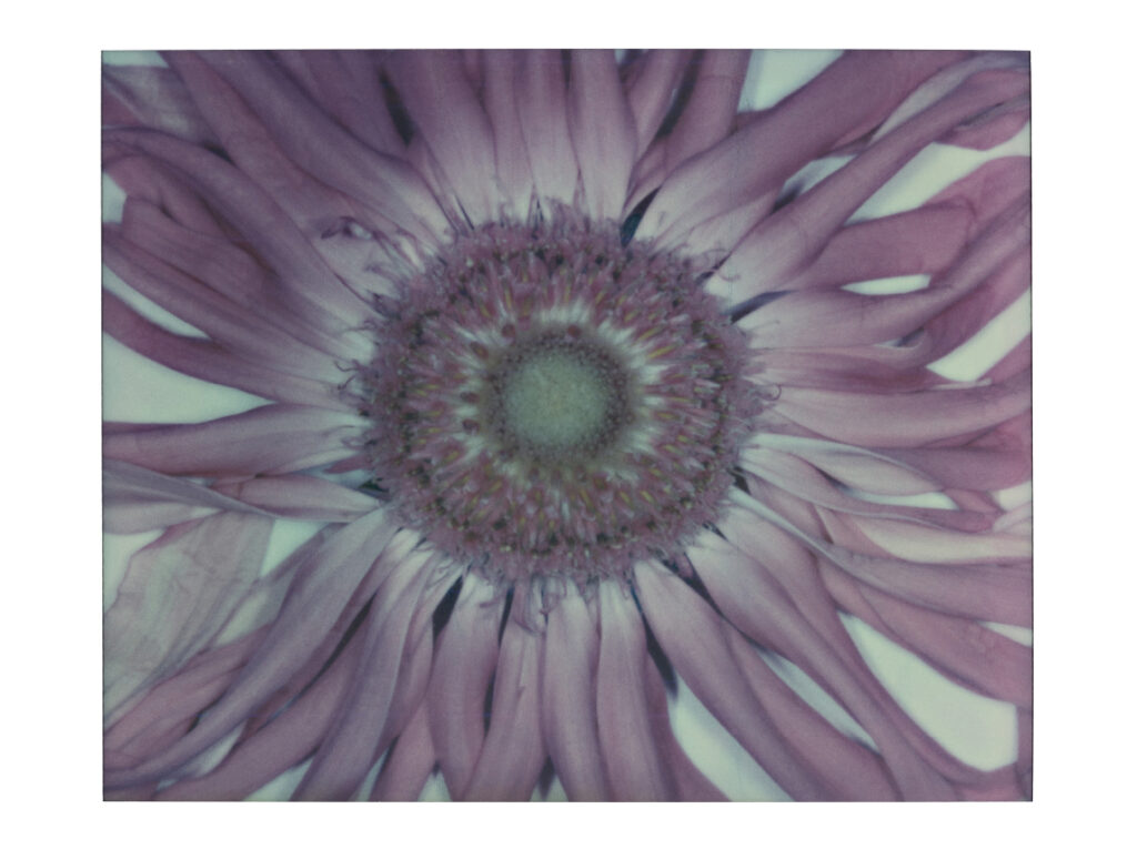 INES DIELEMAN LIVRE POLAROIDS